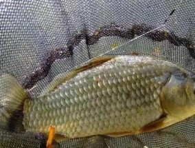 晚上钓鱼的深浅技巧（掌握深浅钓鱼）