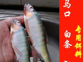 如何在小河里成功钓到小白鱼？有哪些有效的钓鱼技巧？