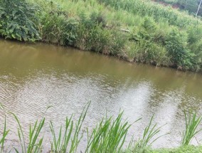 青蛙钓鱼技巧教学（掌握成功钓鱼的窍门）
