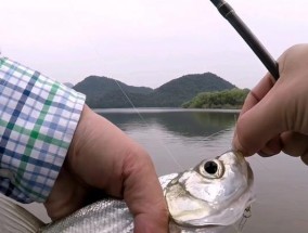 海竿钓鱼野钓的技巧与方法（提升野钓技巧）