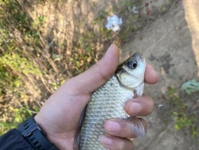 钓鱼技巧小鲫鱼（钓鱼技巧，助您捕获小鲫鱼的秘籍）