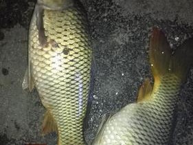 晚上9点钓鱼技巧（掌握夜晚钓鱼的窍门）