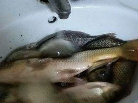 传统夜钓大鱼技巧有哪些？如何提高夜钓大鱼的成功率？