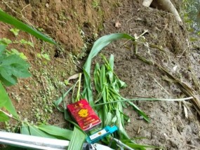 夜间玉米钓草鱼技巧（掌握夜间玉米钓草鱼的秘诀）