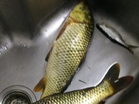 冬季夜钓野河鲤鱼的技巧与方法（寒冷季节下的夜间钓鱼）