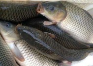野钓黄鸭的最佳方法和技巧（掌握黄鸭野钓）