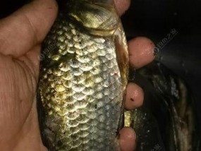春天夜钓鲫鱼有哪些技巧？如何提高夜钓鲫鱼的成功率？