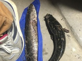 岸边夜钓黑鱼技巧教程？如何提高钓获率？