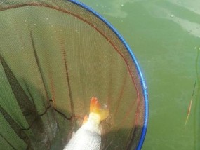浮球钓鲤鱼技巧（掌握这一技巧）