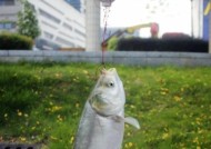 海河钓鱼垂钓技巧有哪些？如何提高海河钓鱼的成功率？