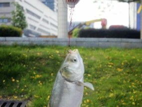 海河钓鱼垂钓技巧有哪些？如何提高海河钓鱼的成功率？