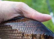 钓鱼越冬蚯蚓的小技巧（学会养活它们，轻松应对钓鱼季节）