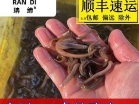 干泥鳅钓鱼（掌握干泥鳅钓鱼的关键）