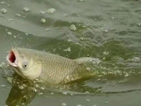 淡水钓鱼提竿技巧教程？如何提高钓鱼成功率？