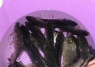 冬至过后野钓鲫鱼技巧有哪些？如何提高钓鲫鱼的成功率？