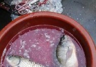 冬天混养塘钓鱼技巧有哪些？如何提高冬季混养塘钓鱼的成功率？