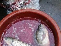 冬天混养塘钓鱼技巧有哪些？如何提高冬季混养塘钓鱼的成功率？