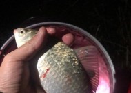 冬天水库野钓鲫鱼必备技巧有哪些？如何提高钓鱼成功率？