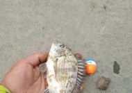 海码头钓鱼技巧有哪些？如何提高钓鱼成功率？