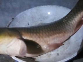 如何巧妙搭配饵料野钓轻口鲫鱼？野钓时哪些技巧最有效？