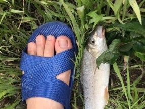 探秘钓野生雅鱼的技巧与方法（捕获难得的美味佳鱼，从此垂钓达人）