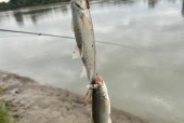河边浑水钓鱼技巧有哪些？如何提高浑水钓鱼的成功率？