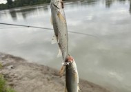 河边浑水钓鱼技巧有哪些？如何提高浑水钓鱼的成功率？