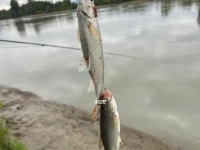 河边浑水钓鱼技巧有哪些？如何提高浑水钓鱼的成功率？