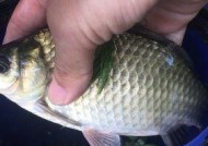 冬天用蚯蚓野钓鲫鱼有哪些技巧？如何提高钓鲫鱼的成功率？