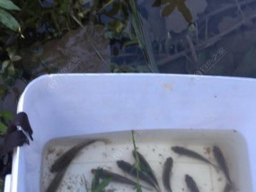 黑鱼饵的制作与使用技巧（钓鱼达人分享的黑鱼饵配方和经验）