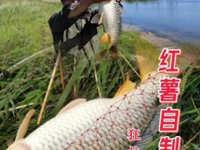 如何选择适合野钓的饵料？掌握哪些钓鱼技巧能提高成功率？