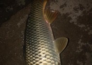 冬天夜钓鲫鱼开饵技巧是什么？如何提高钓获率？
