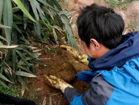 牛屎团钓鱼技巧与方法（利用牛屎团提升钓鱼效果）