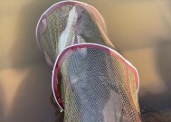 河边钓鱼放生技巧有哪些？如何正确进行钓鱼放生活动？