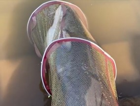 河边钓鱼放生技巧有哪些？如何正确进行钓鱼放生活动？