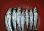 海竿夜钓鲤鱼的钓法和技巧是什么？如何提高夜钓鲤鱼的成功率？
