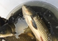 如何掌握钓鱼拉饵上饵技巧？常见问题有哪些？