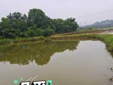 鱼塘水深钓鱼技巧（钓鱼技巧）