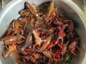 小龙虾钓鱼技巧与方法（掌握这一技巧）