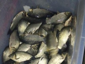 春天混养塘钓鱼时如何选择合适的饵料？用饵技巧有哪些？