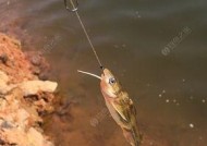 海竿夜钓鲤鱼时如何选择合适的线组？有哪些有效的线组技巧？