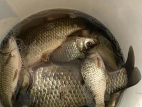 钓野生小鱼的技巧（掌握钓鱼基本知识，提高钓获成功率）