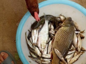 白条钓鱼技巧指南？如何提高白条鱼的钓获率？