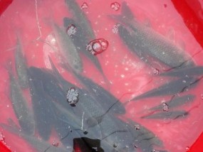 流水蚯蚓钓鲫鱼绝密技巧（钓鲫鱼的黄金秘籍）