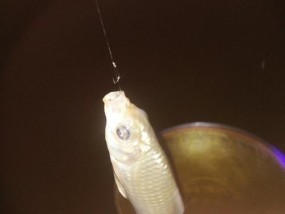 春夜钓鳊鱼的技巧与方法（春夜钓鳊鱼，助你丰收又愉悦）