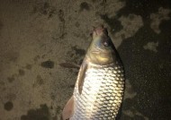 海竿串钩夜钓草鱼技巧有哪些？如何提高夜钓草鱼的成功率？