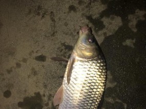 海竿串钩夜钓草鱼技巧有哪些？如何提高夜钓草鱼的成功率？