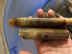 赶海钓鱼捉海鲜技巧（掌握关键技巧）