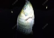 海竿夜钓调漂方法和技巧教程？如何提高夜钓成功率？