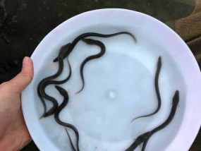 淡水白鳗的生活习性是什么？垂钓时有哪些技巧？